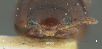 Media type: image;   Entomology 24539 Aspect: head frontal view